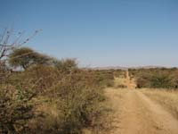/international/2006Walvisbay/images/Okapuka/thumbnails/okapuka 054.jpg
